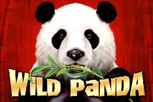 Wild Panda